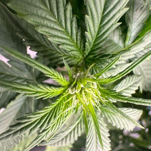 Purple Haze Auto growlog timeline photo
