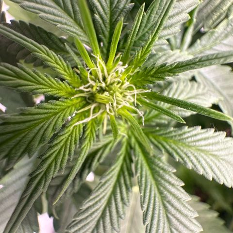 Purple Haze Auto growlog timeline photo