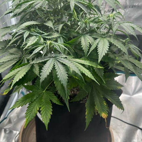 Purple Haze Auto growlog timeline photo