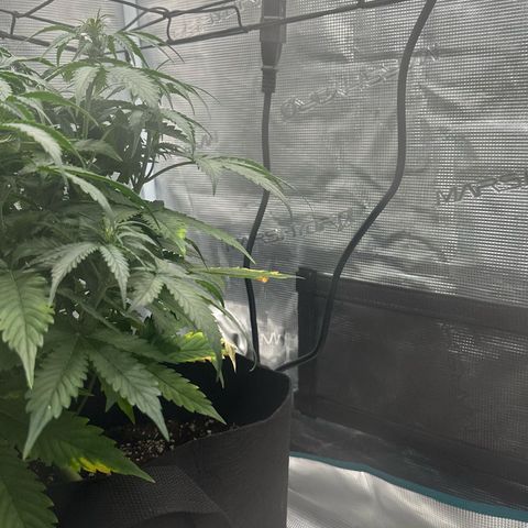 Purple Haze Auto growlog timeline photo