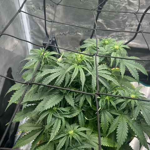 Purple Haze Auto growlog timeline photo