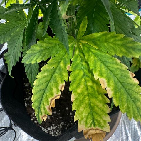 Purple Haze Auto growlog timeline photo