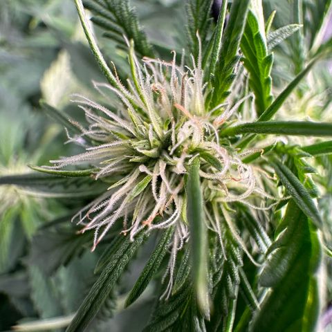 Purple Haze Auto growlog timeline photo