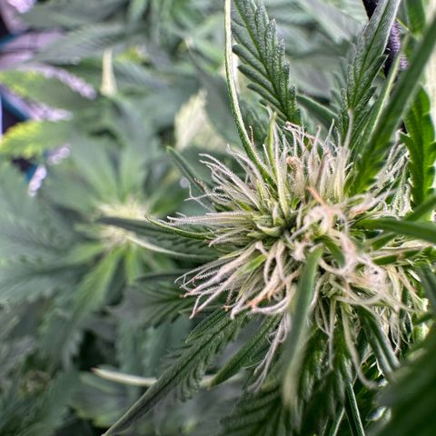 Purple Haze Auto growlog timeline photo