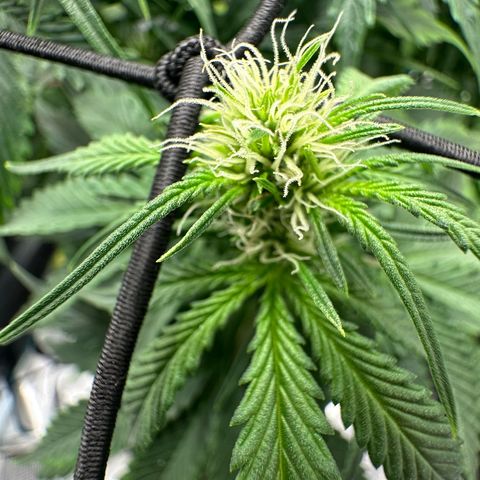 Purple Haze Auto growlog timeline photo