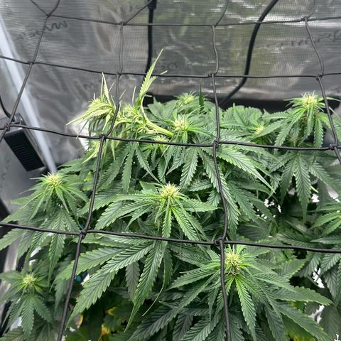 Purple Haze Auto growlog timeline photo