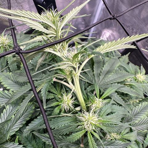 Purple Haze Auto growlog timeline photo