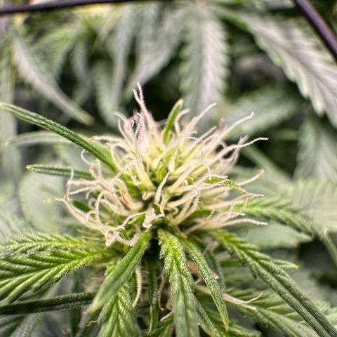 Purple Haze Auto growlog timeline photo