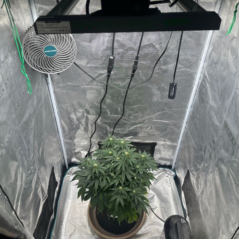 Purple Haze Auto growlog timeline photo