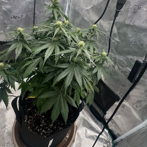 Purple Haze Auto growlog timeline photo