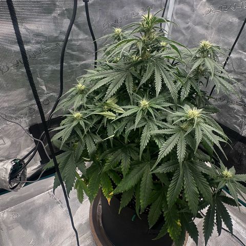 Purple Haze Auto growlog timeline photo