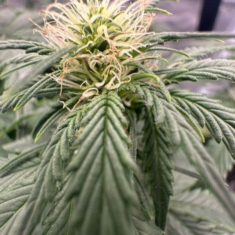 Purple Haze Auto growlog timeline photo