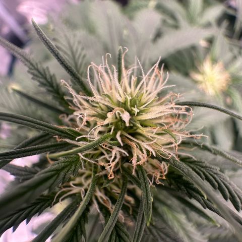 Purple Haze Auto growlog timeline photo