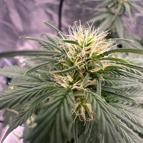 Purple Haze Auto growlog timeline photo