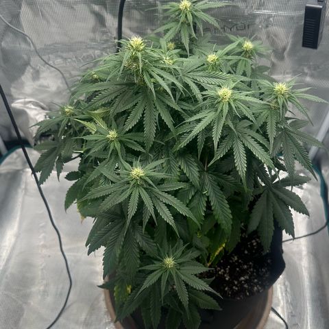 Purple Haze Auto growlog timeline photo