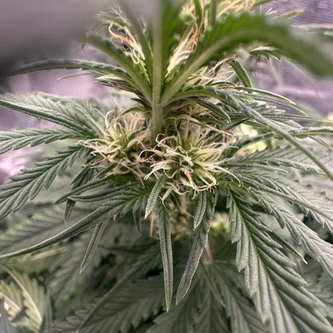 Purple Haze Auto growlog timeline photo