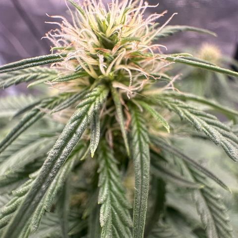 Purple Haze Auto growlog timeline photo