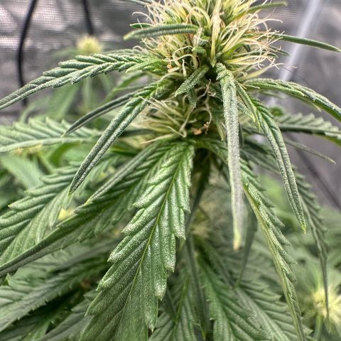 Purple Haze Auto growlog timeline photo
