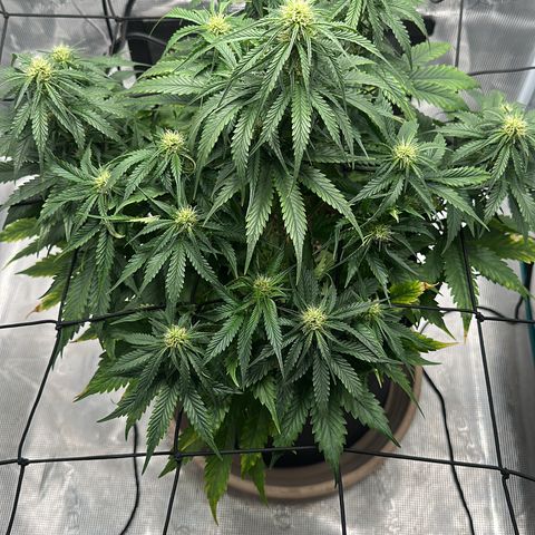 Purple Haze Auto growlog timeline photo
