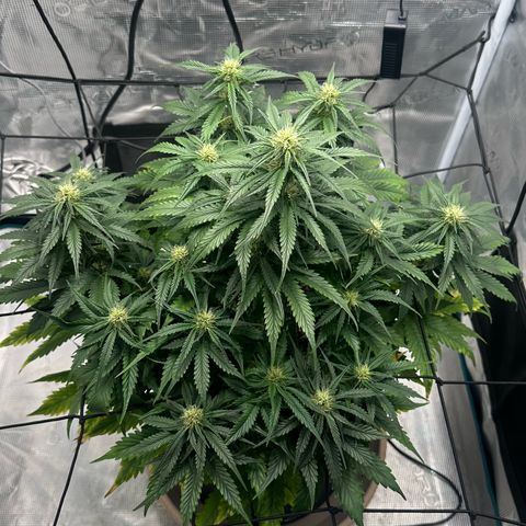 Purple Haze Auto growlog timeline photo