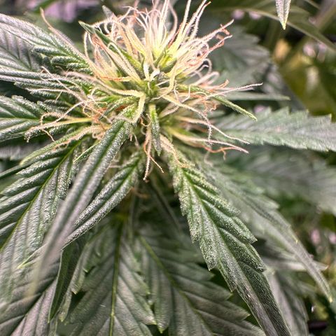 Purple Haze Auto growlog timeline photo