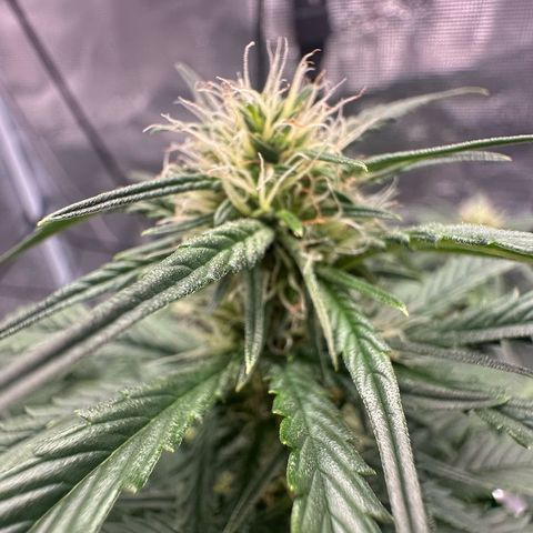 Purple Haze Auto growlog timeline photo