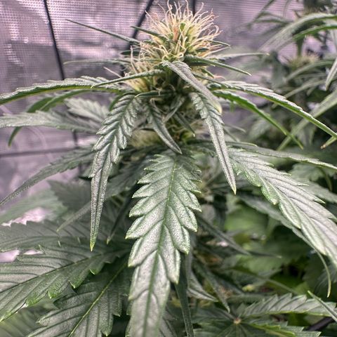 Purple Haze Auto growlog timeline photo