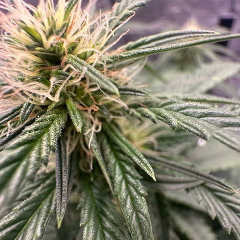 Purple Haze Auto growlog timeline photo