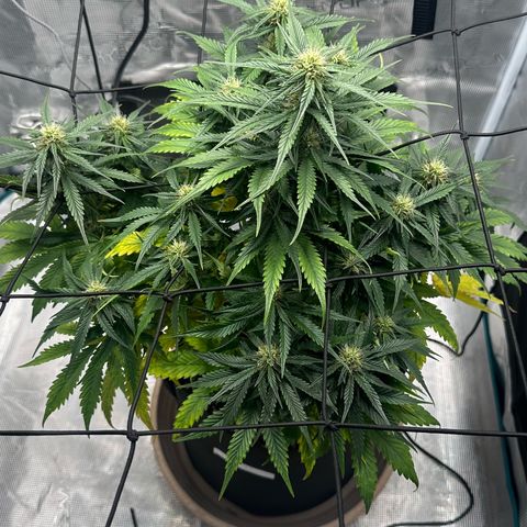 Purple Haze Auto growlog timeline photo