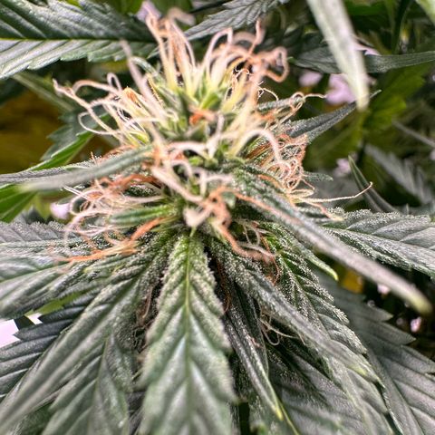 Purple Haze Auto growlog timeline photo