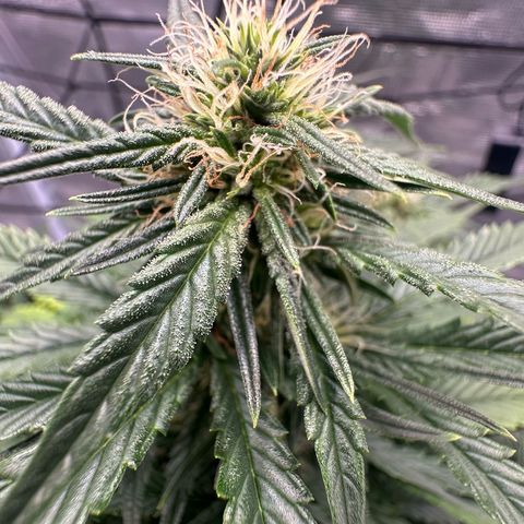 Purple Haze Auto growlog timeline photo