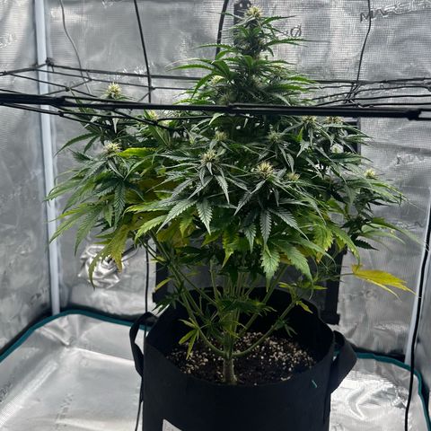 Purple Haze Auto growlog timeline photo
