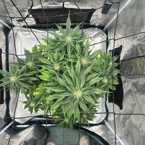 Purple Haze Auto growlog timeline photo