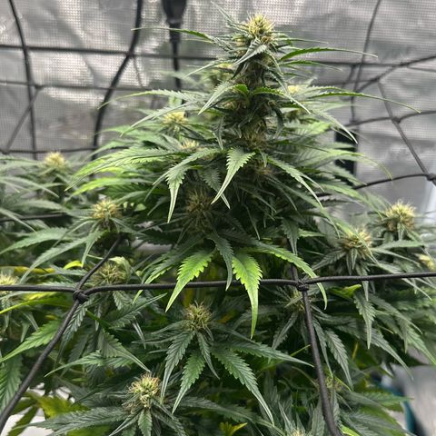 Purple Haze Auto growlog timeline photo
