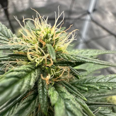 Purple Haze Auto growlog timeline photo
