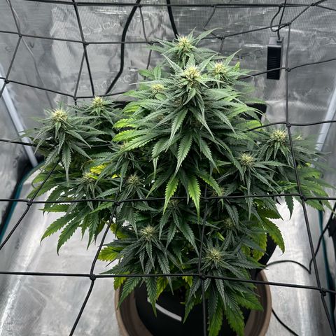 Purple Haze Auto growlog timeline photo