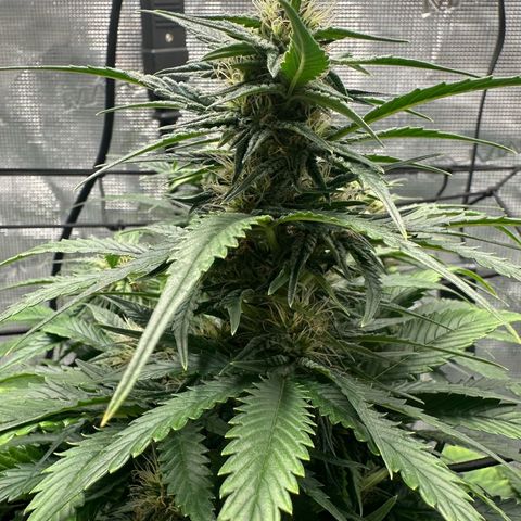 Purple Haze Auto growlog timeline photo