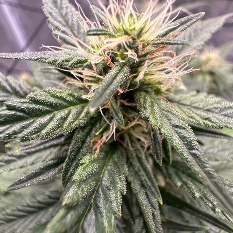 Purple Haze Auto growlog timeline photo