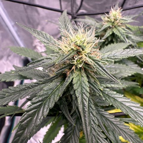 Purple Haze Auto growlog timeline photo