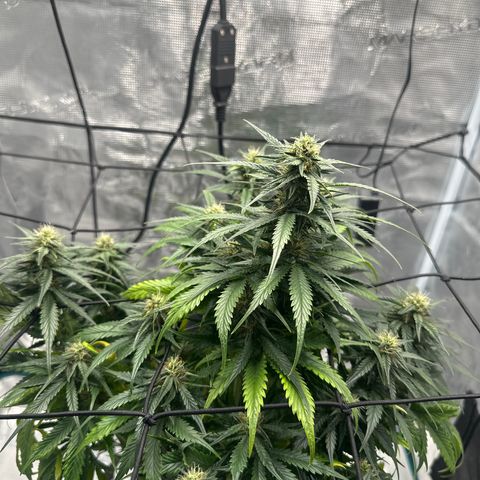 Purple Haze Auto growlog timeline photo