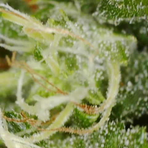 Purple Haze Auto growlog timeline photo