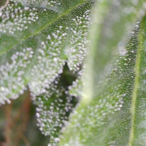 Purple Haze Auto growlog timeline photo