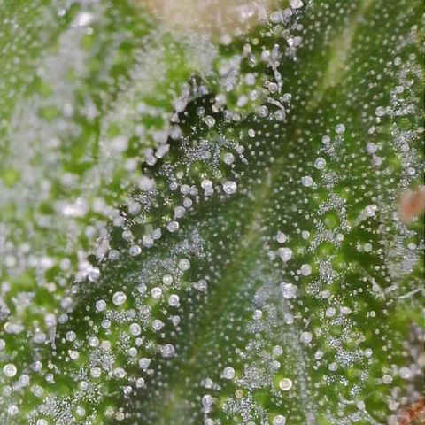 Purple Haze Auto growlog timeline photo