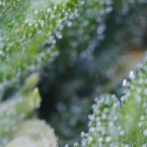Purple Haze Auto growlog timeline photo
