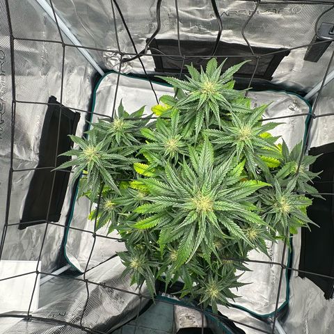 Purple Haze Auto growlog timeline photo