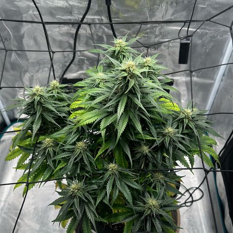 Purple Haze Auto growlog timeline photo