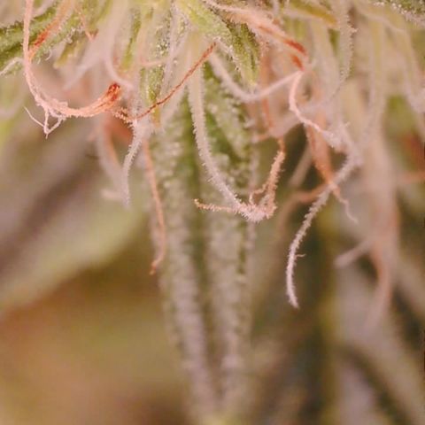 Purple Haze Auto growlog timeline photo