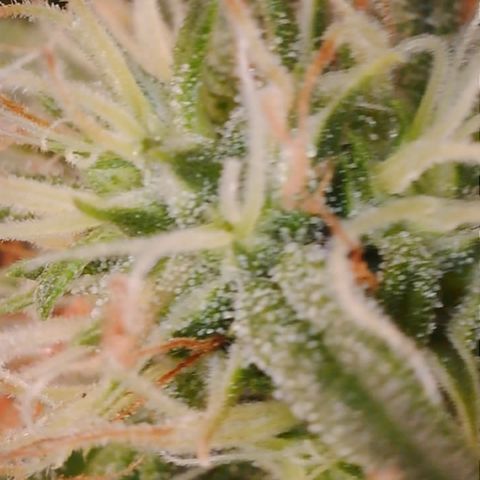 Purple Haze Auto growlog timeline photo