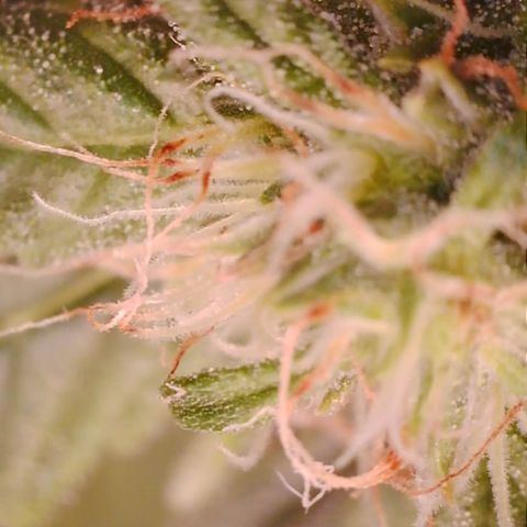 Purple Haze Auto growlog timeline photo