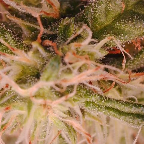 Purple Haze Auto growlog timeline photo